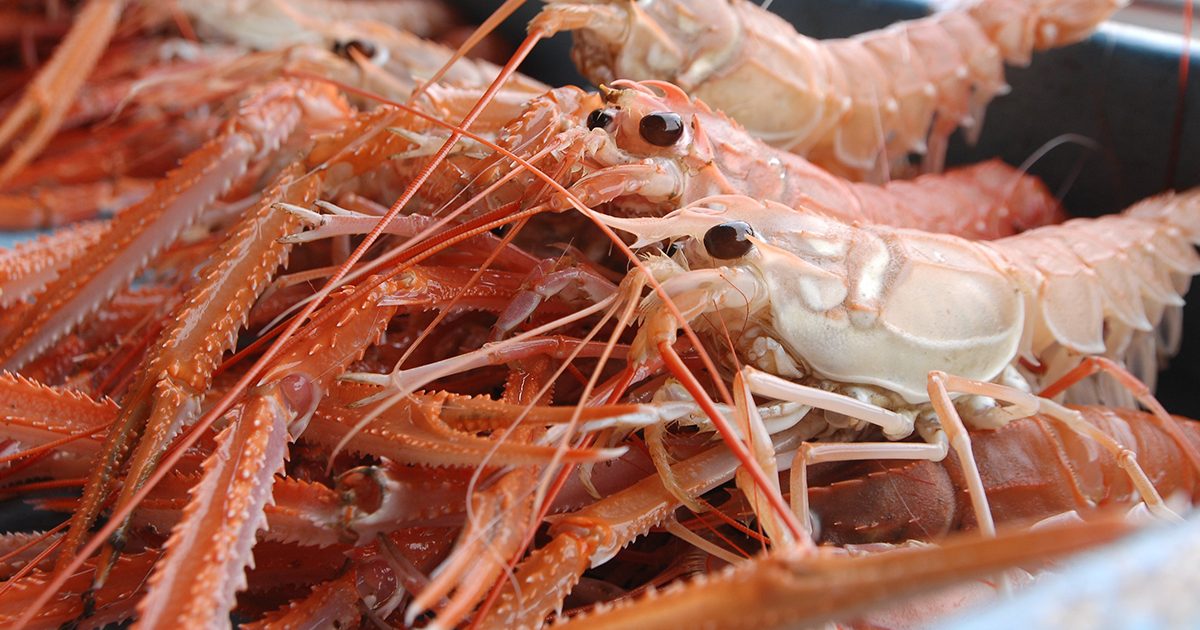 OCEAN BISTRO 旬の食材 アカザエビ