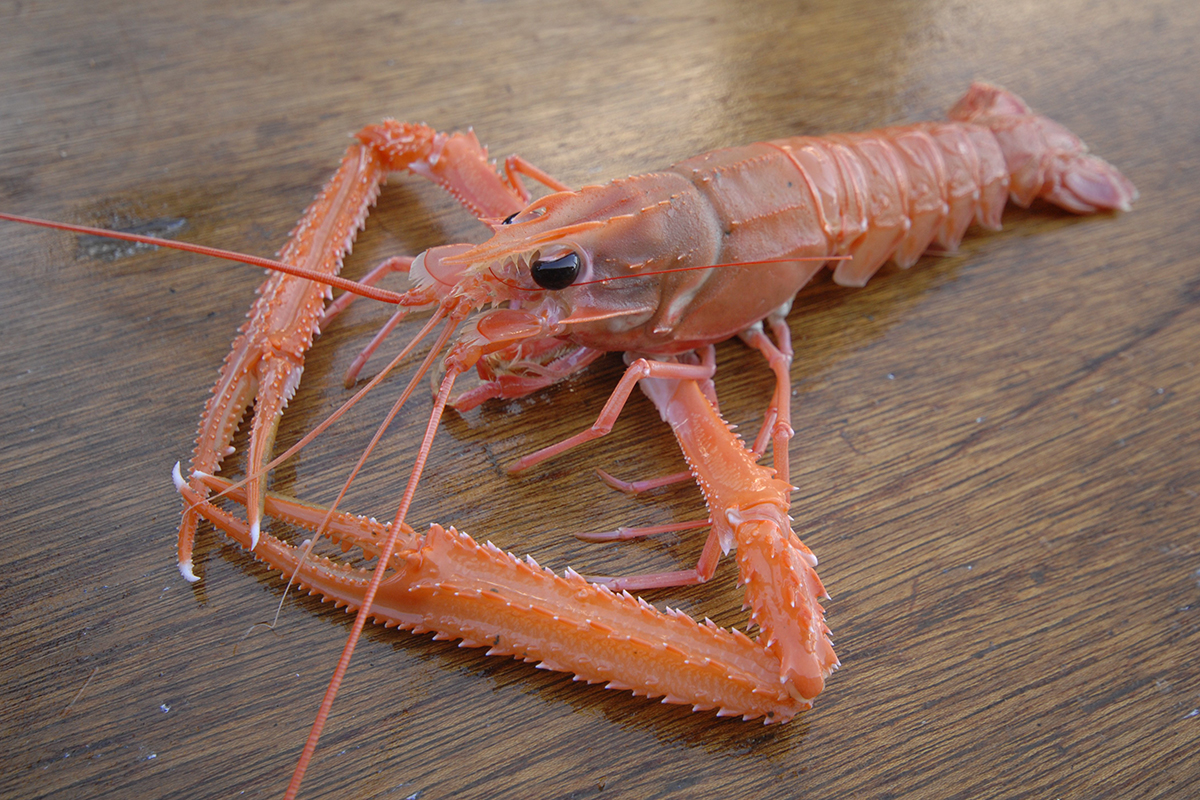 OCEAN BISTRO 旬の食材 旬の食材 アカザエビ