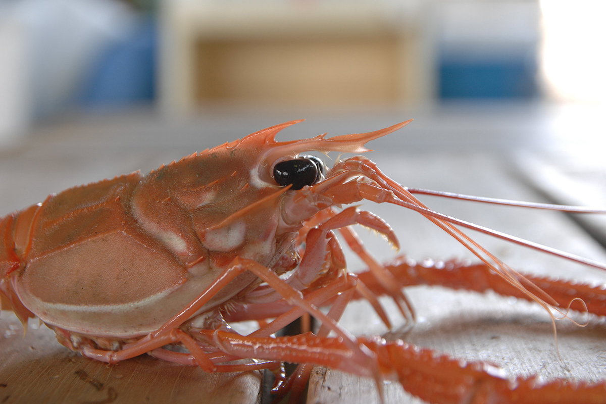 OCEAN BISTRO 旬の食材 旬の食材 アカザエビ ギャング顔