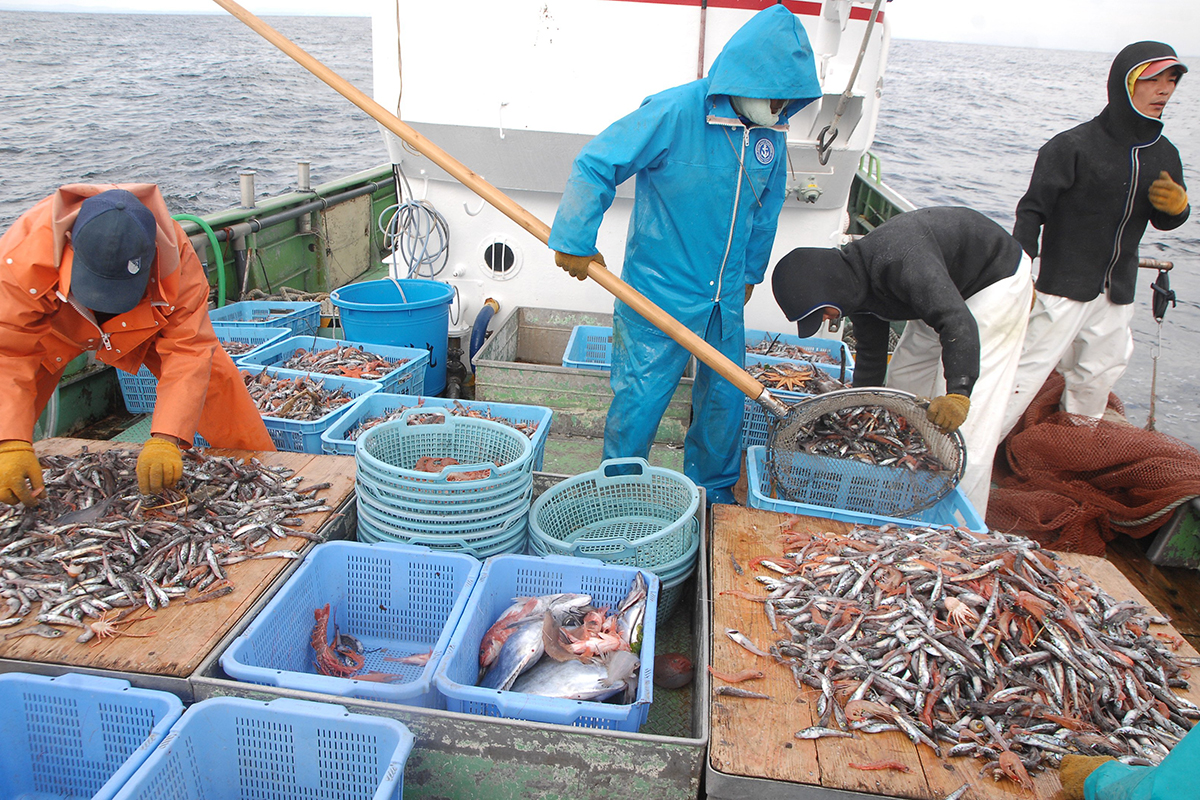 OCEAN BISTRO 旬の食材 旬の食材 アカザエビ 船上での仕分け