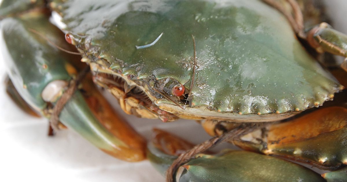 OCEAN BISTRO 旬の食材 旬の食材 ドウマンガニ