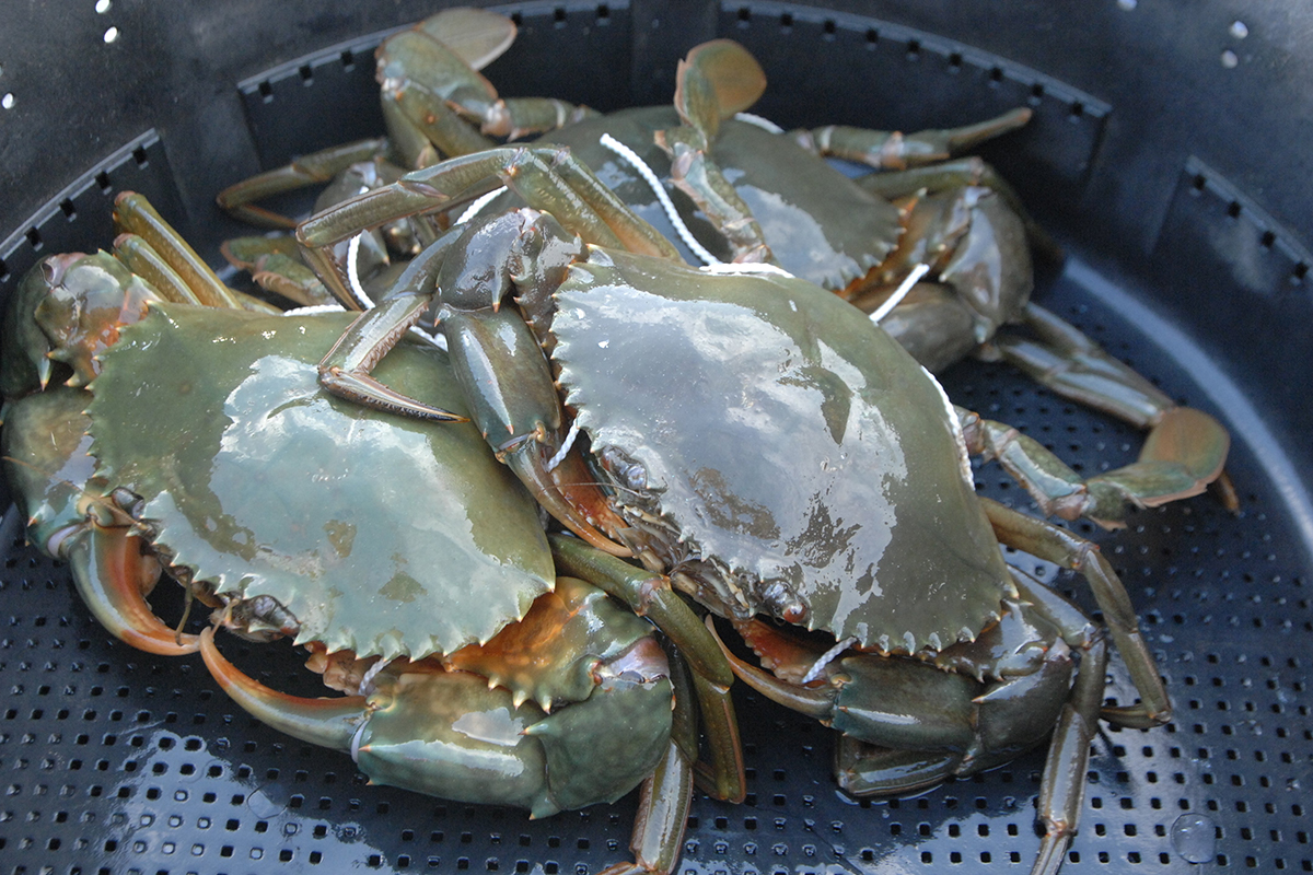 OCEAN BISTRO 旬の食材 ドウマンガニ