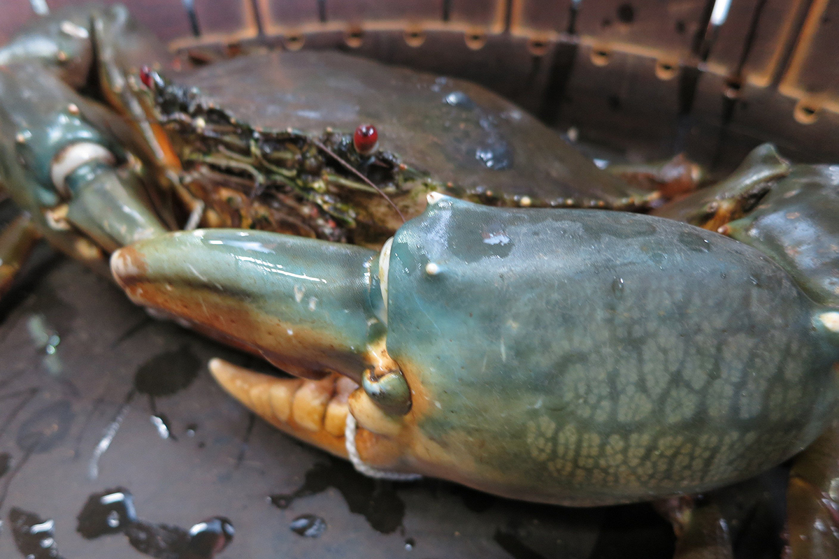 OCEAN BISTRO 旬の食材 旬の食材 ドウマンガニ 大きな爪