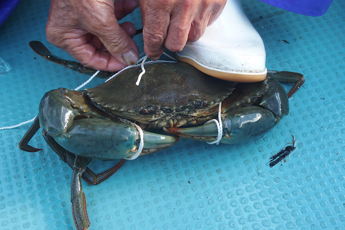 OCEAN BISTRO 旬の食材 旬の食材 ドウマンガニ ドウマン縛り