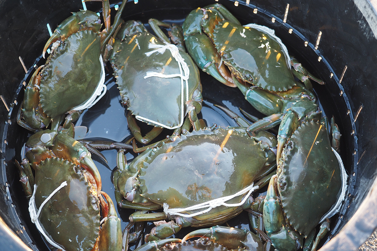 OCEAN BISTRO 旬の食材 旬の食材 ドウマンガニ