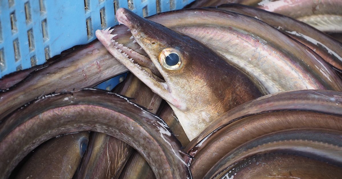 OCEAN BISTRO 旬の食材 鱧