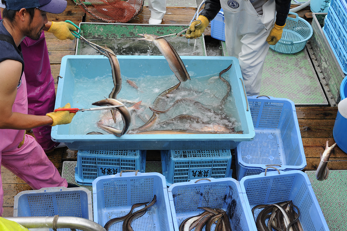 OCEAN BISTRO 旬の食材 舞阪もちかつを もち鰹漁