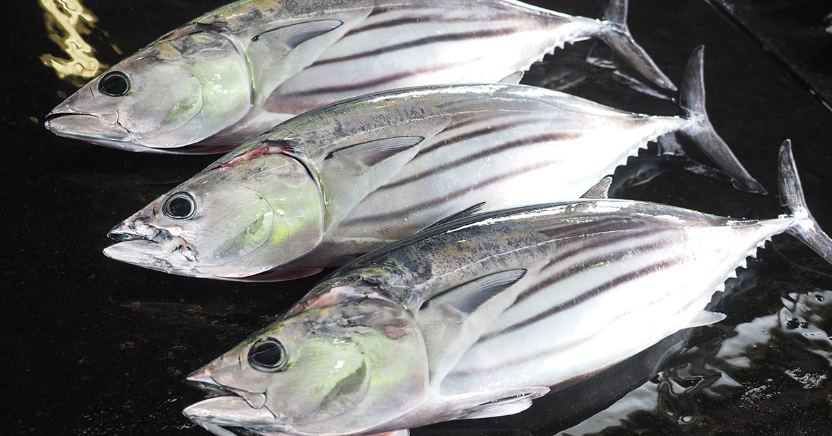 OCEAN BISTRO 旬の食材 舞阪もちかつを もち鰹漁