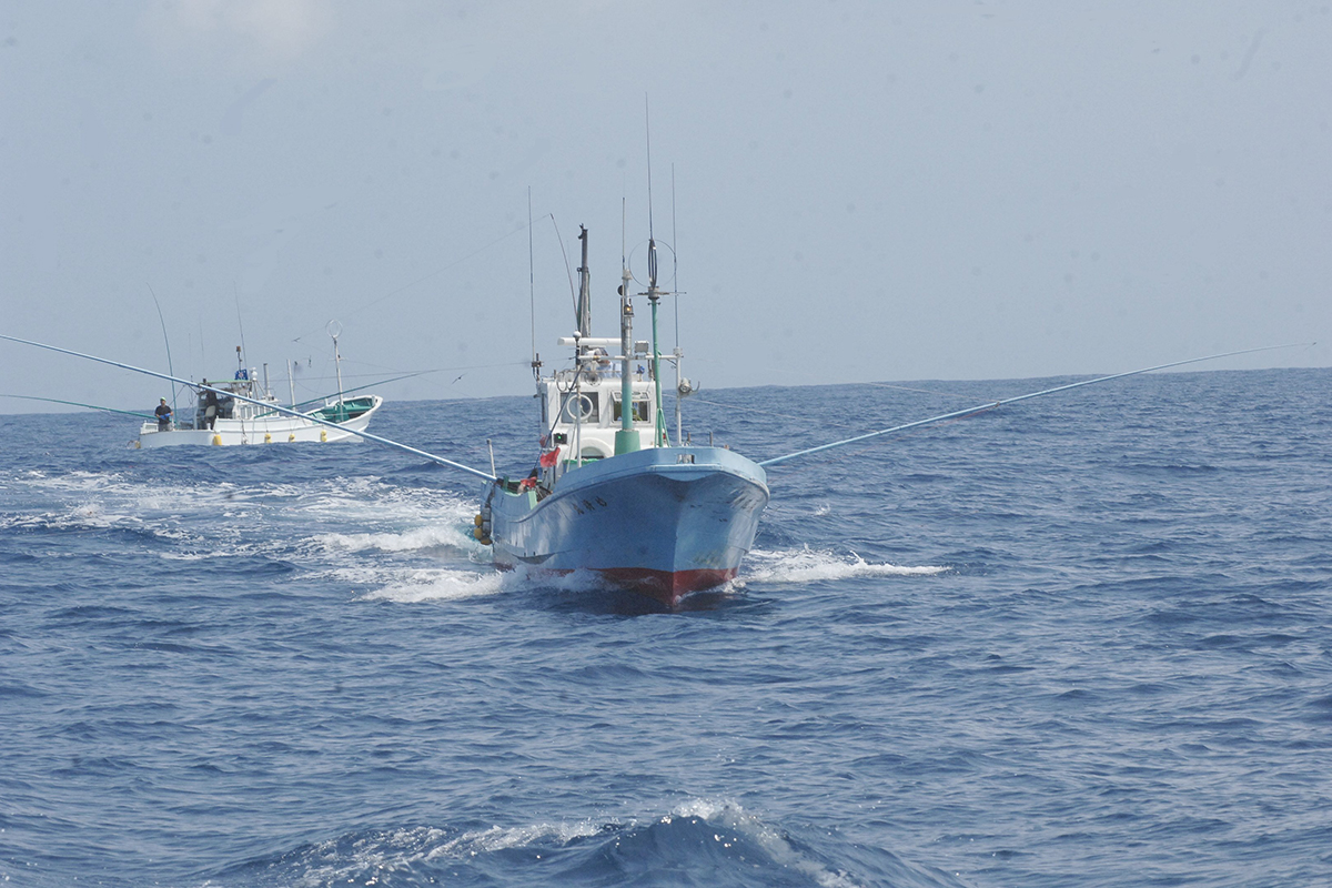 OCEAN BISTRO 旬の食材 舞阪もちかつを もち鰹漁