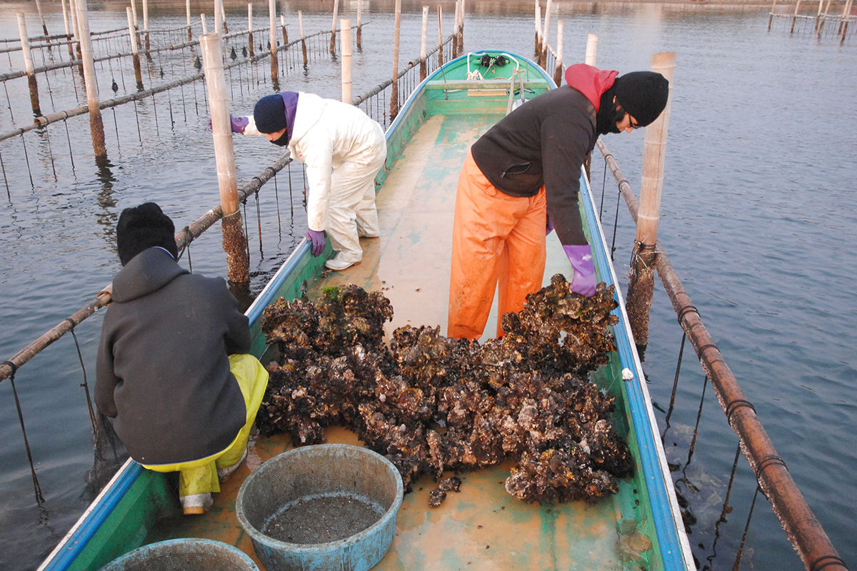 OCEAN BISTRO 旬の食材 牡蠣 水揚げ
