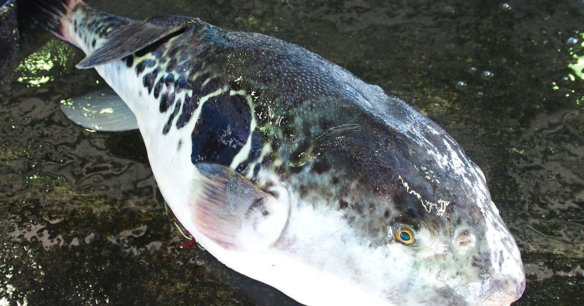 OCEAN BISTRO 旬の食材 とらふぐ