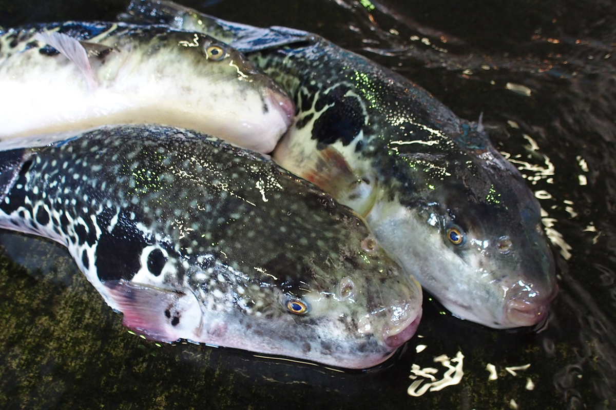 OCEAN BISTRO 旬の食材 とらふぐ 和紋