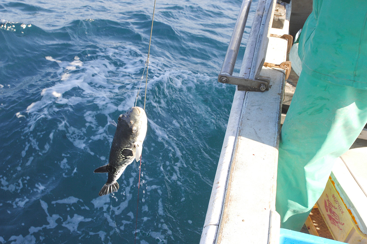 OCEAN BISTRO 旬の食材 とらふぐ 漁