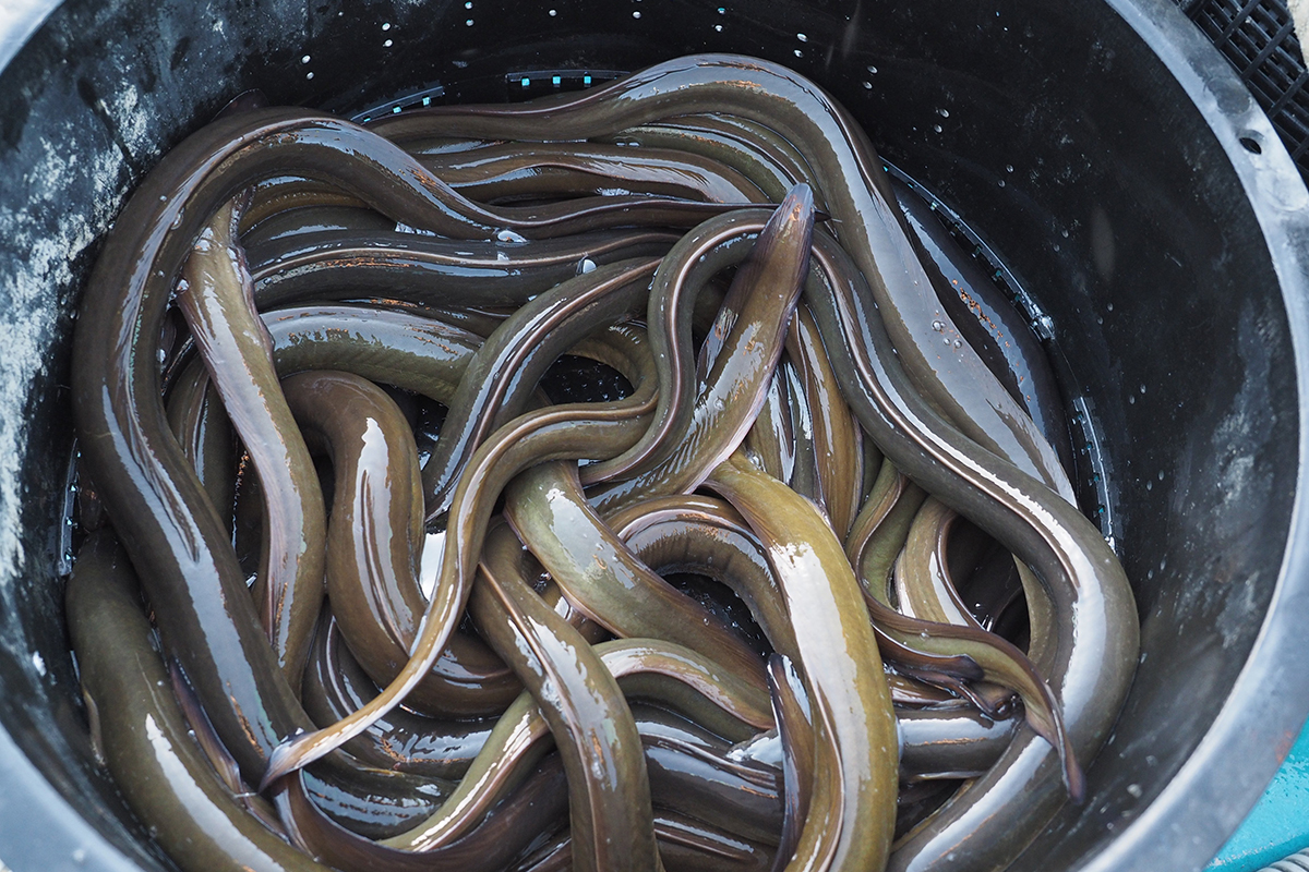 浜名湖の天然ウナギ　４匹、合計約１kg　鰻　うなぎ　観賞　飼育　 養鰻発祥の地、浜名湖が誇る最高傑作、新ブランドうなぎ「でしこ