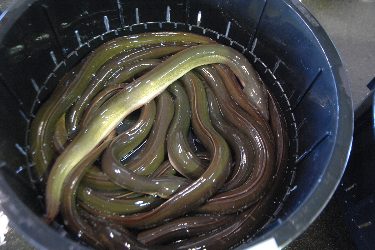 OCEAN BISTRO 旬の食材 舞阪もちかつを もち鰹漁