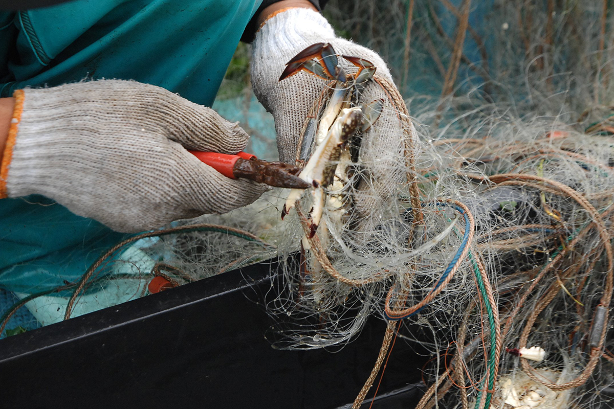 OCEAN BISTRO 旬の食材 舞阪もちかつを もち鰹漁
