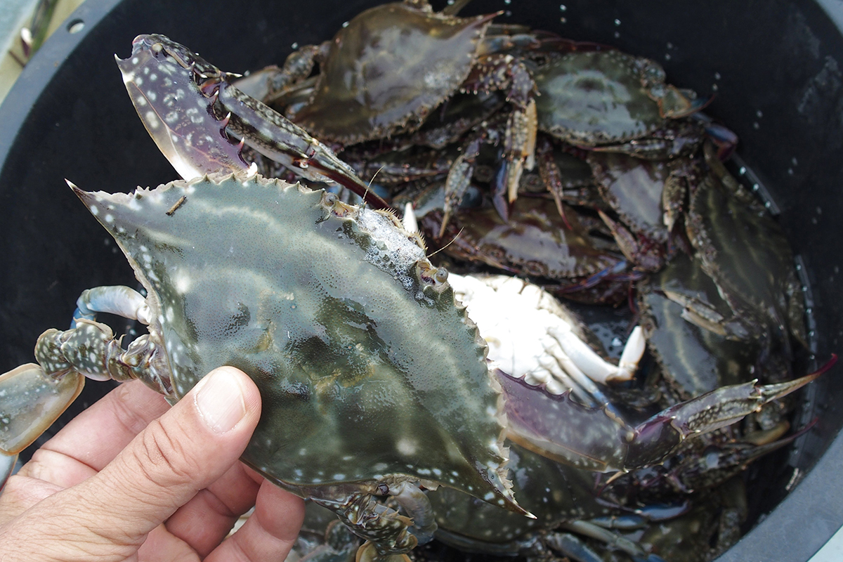 OCEAN BISTRO 旬の食材 舞阪もちかつを もち鰹漁