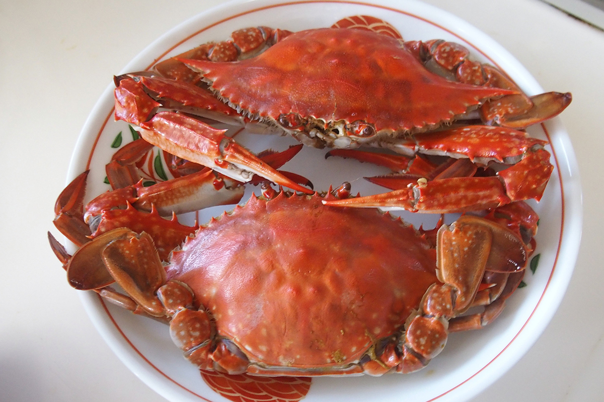 OCEAN BISTRO 旬の食材 ワタリガニ 茹で蟹