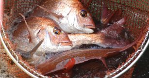 OCEAN BISTRO 旬の食材 桜鯛