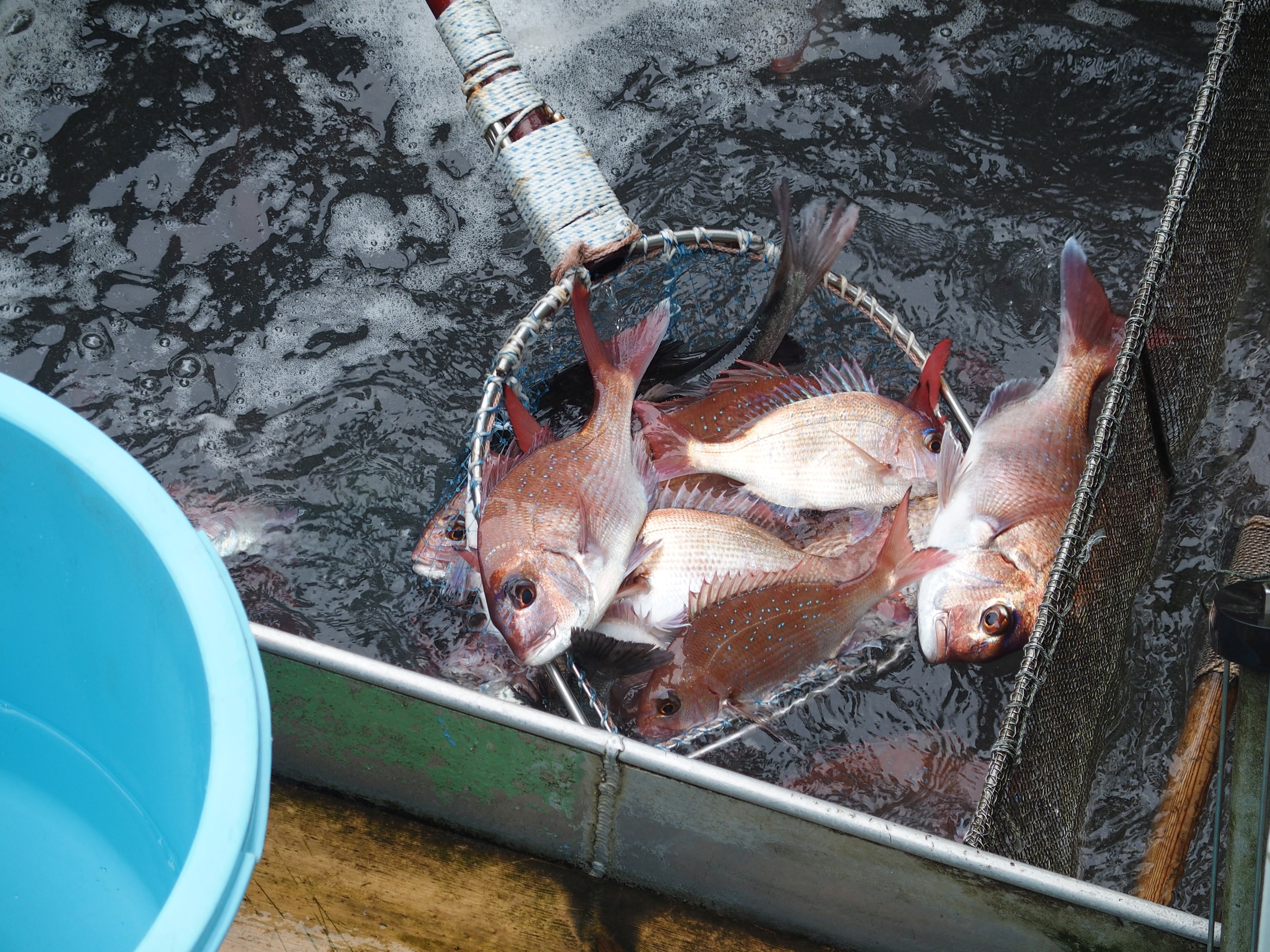 OCEAN BISTRO 旬の食材 旬の食材 桜鯛
